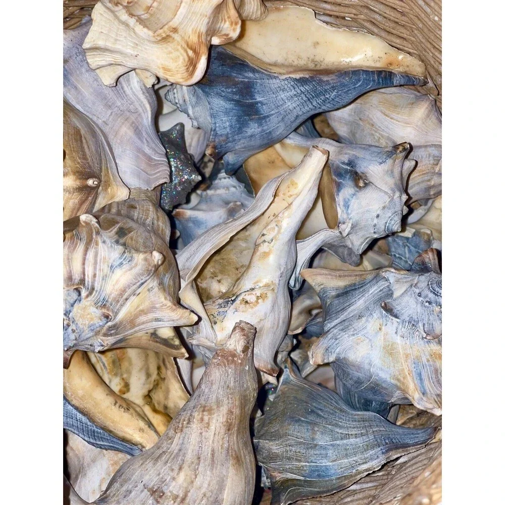 Gift Bag Of Beautiful Seashells Sourced From Coastal SE Georgia And NE Florida - Picture 15 of 16